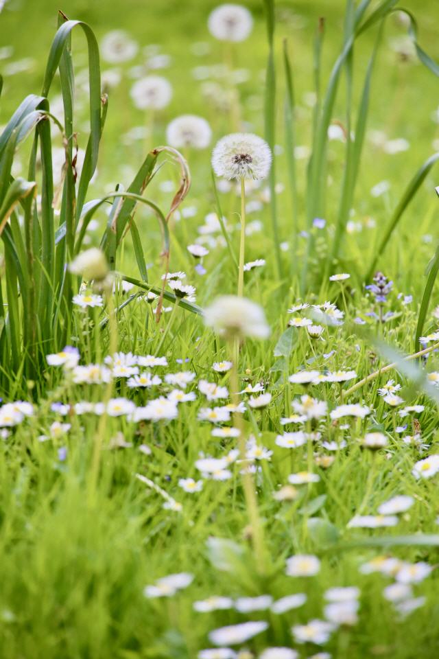 Gutes Wetter? Pusteblume?