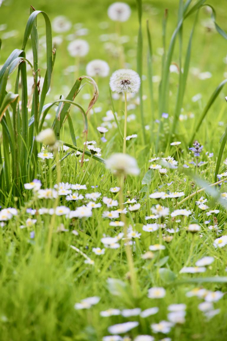 Gutes Wetter? Pusteblume?